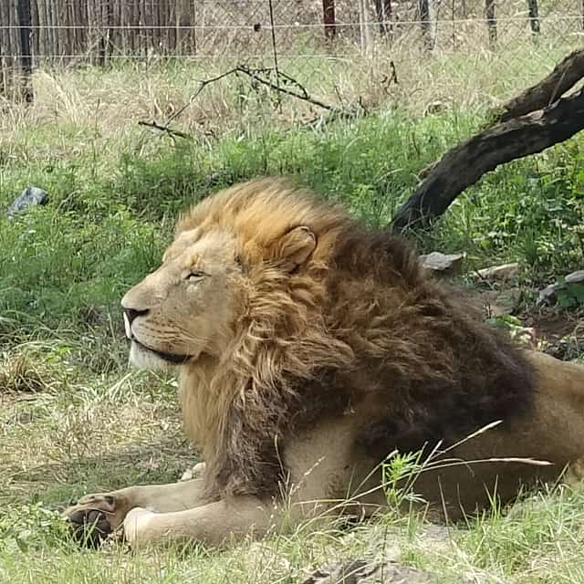 Visita de medio día al Parque de los Leones y Safari