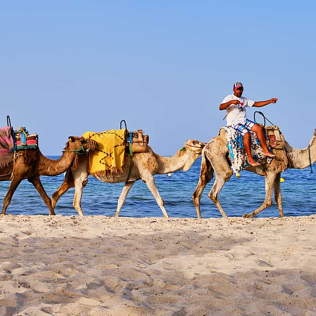 Paseo en camello por Agadir