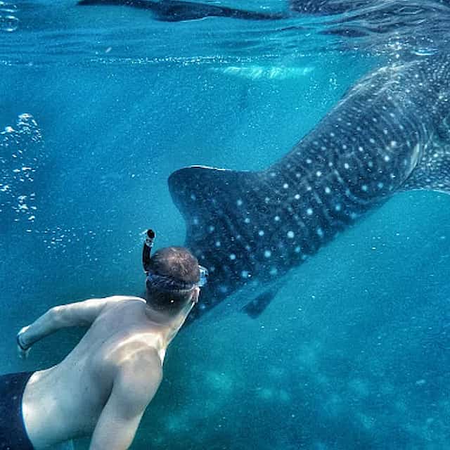 Excursión Wild and Wowed Cebu: Snorkel con tiburón ballena, barranquismo en Kawasan y tirolina