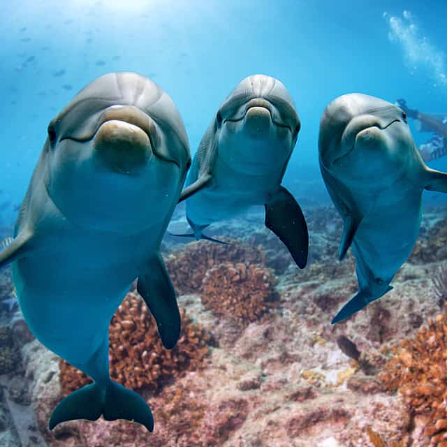 Bandar Khiran Island Boat Private Tour