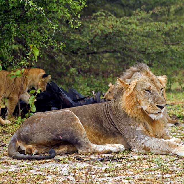 2-Day Tour to Mikumi Safari from  Dar es Salaam