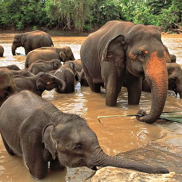 Excursión de día completo a Kandy y Pinnawala