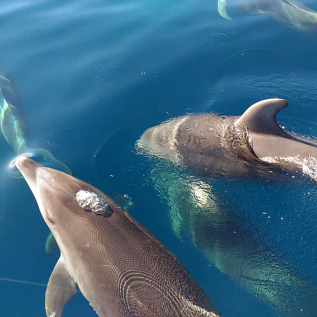 Experiencia de observación de delfines