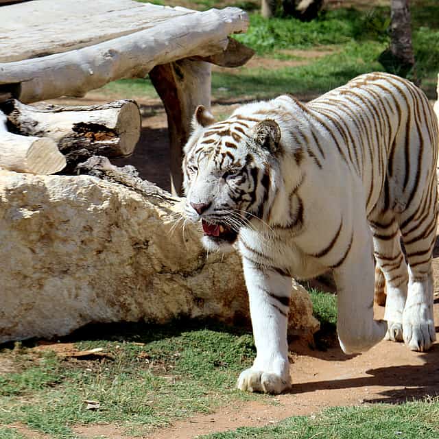 Safari Park Tour with Tickets
