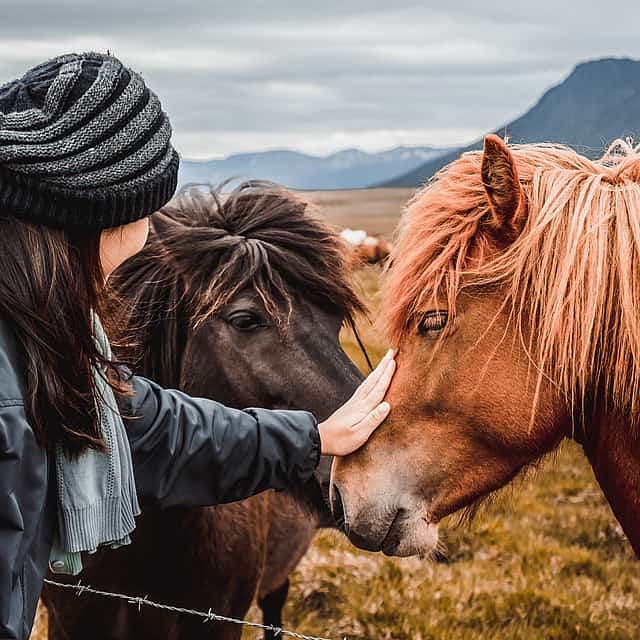 2-hour Horse Riding Tour from Mývatn
