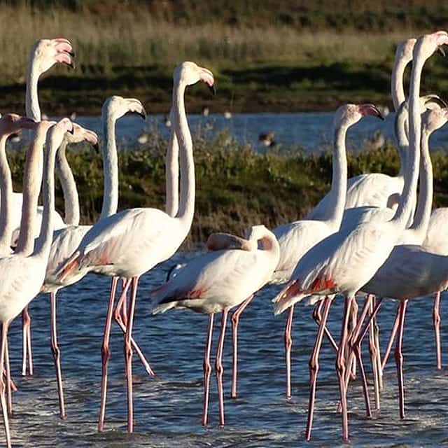 Excursión en barco para observar aves en el estuario