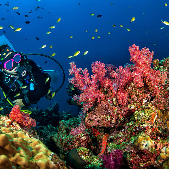 Crucero privado de buceo en Mauricio