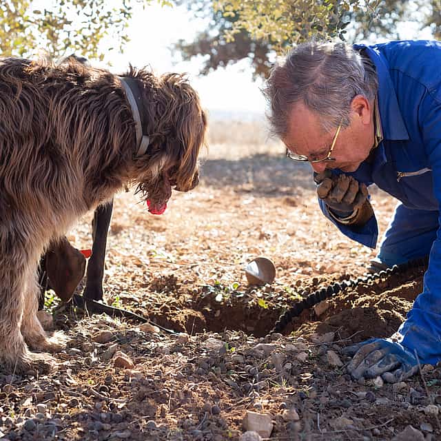 Truffle Hunting and Amarone Wine Tasting