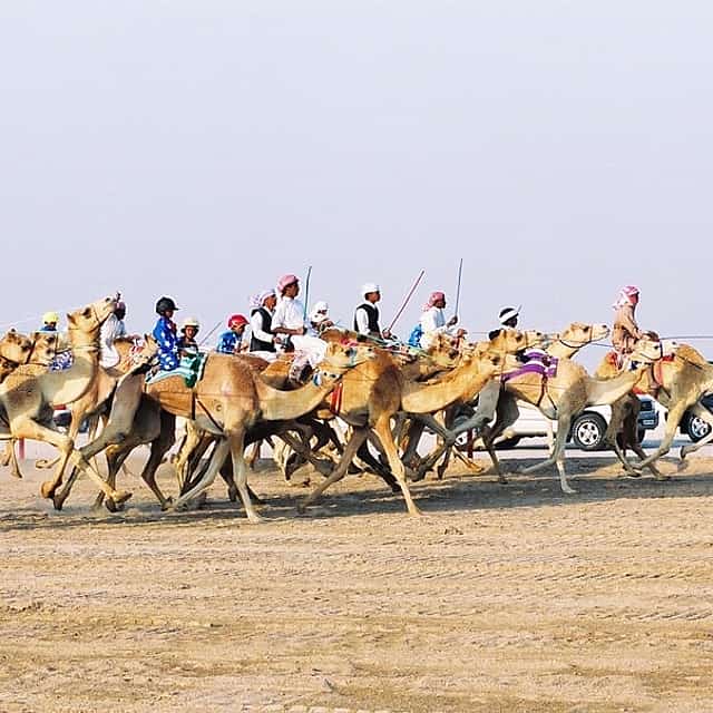 Sheikh Faisal Museum, Camel Race Track and Equestrian Club Tour