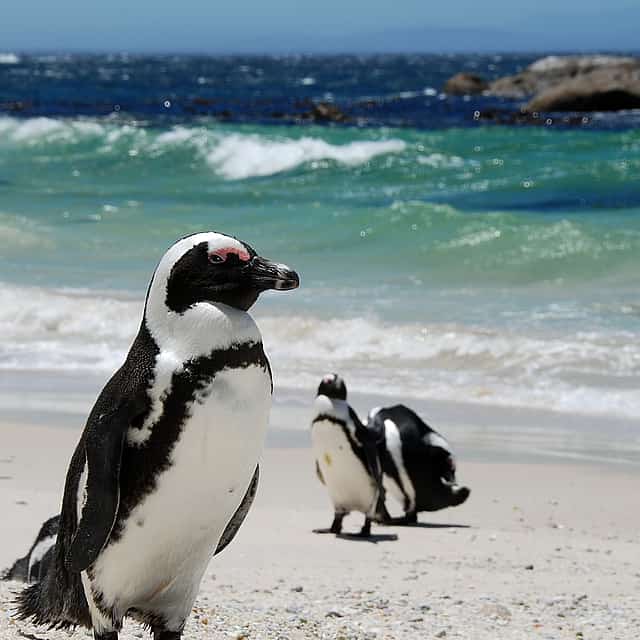 Tour en grupo reducido por el Cabo de Buena Esperanza y los pingüinos