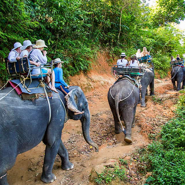 Phuket: Bamboo Rafting, Elephant Trekking with 15-minute ATV Riding