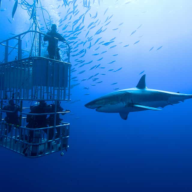 Shark Cage Diving from Cape Town