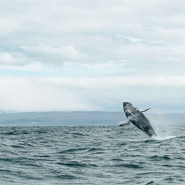 Húsavík Original Avistamiento de ballenas