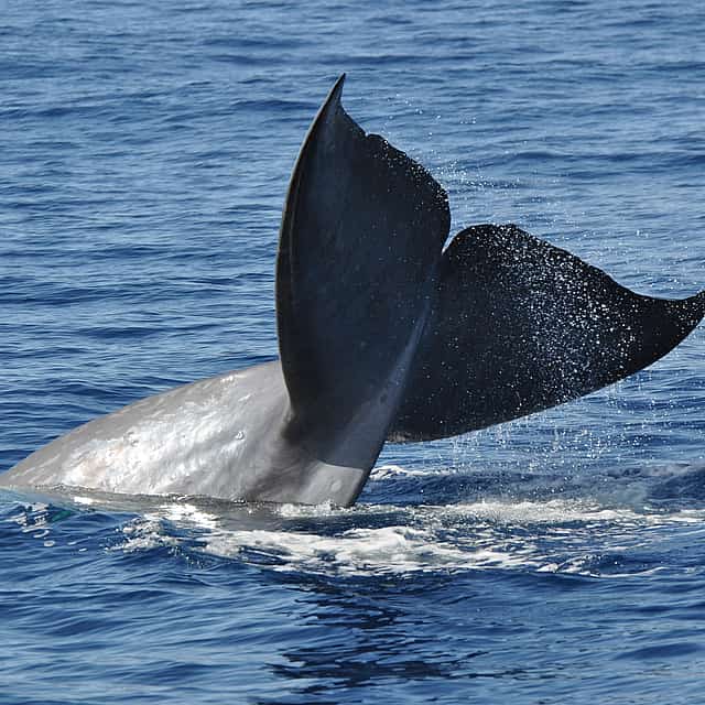 Dolphin and Whale Watching