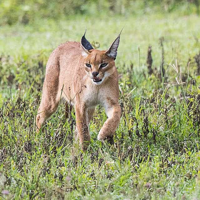 Excursión de día completo al cráter del Ngorongoro