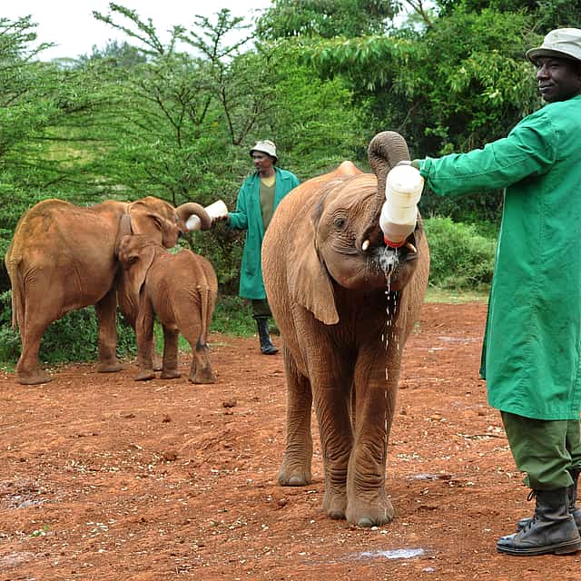 Elephant Orphanage and Giraffe Centre in Nairobi