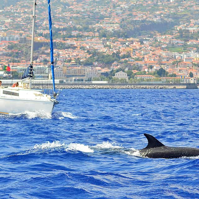 Madeira: Observación de delfines