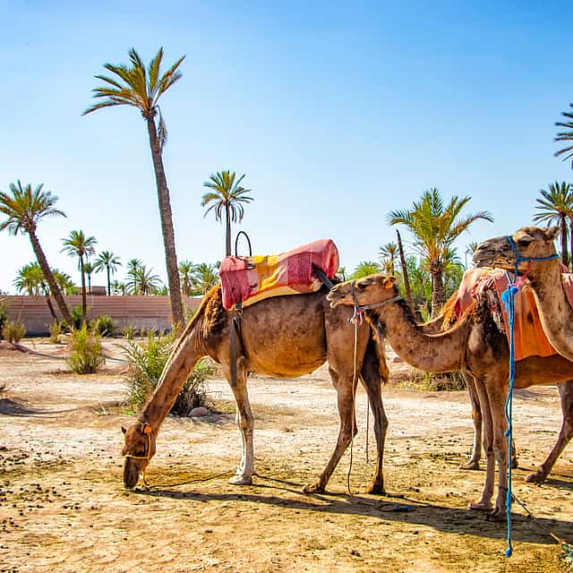 Marrakech Palmerales Puesta de sol Paseo en camello