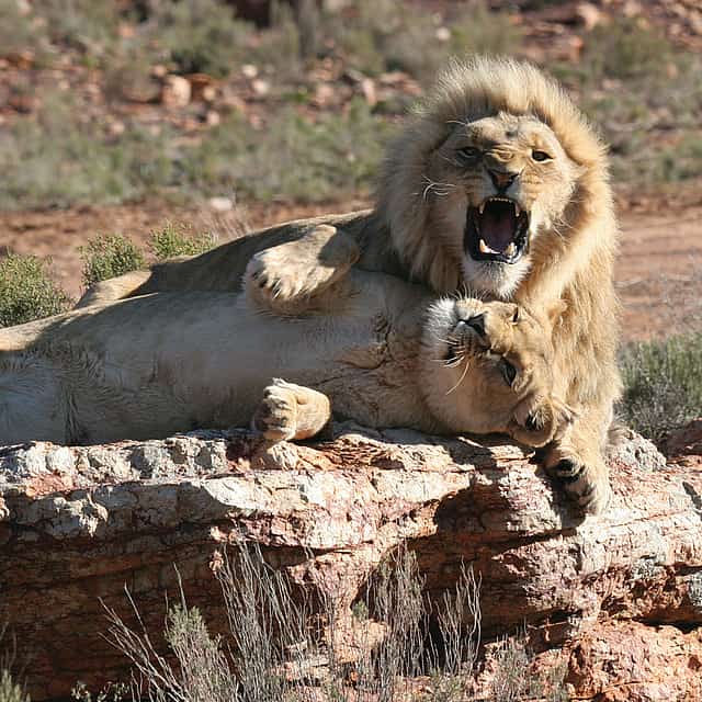 Aquila Game Reserve. Full-day Traditional Big 5 Safari