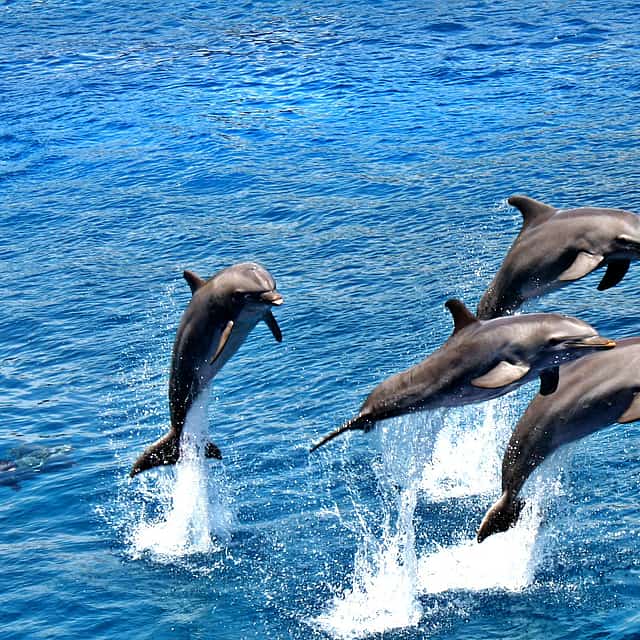 Marine Big Five Tour from Cape Town