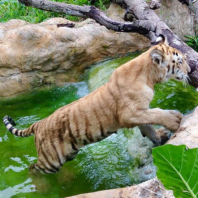 Great Wildlife Tour