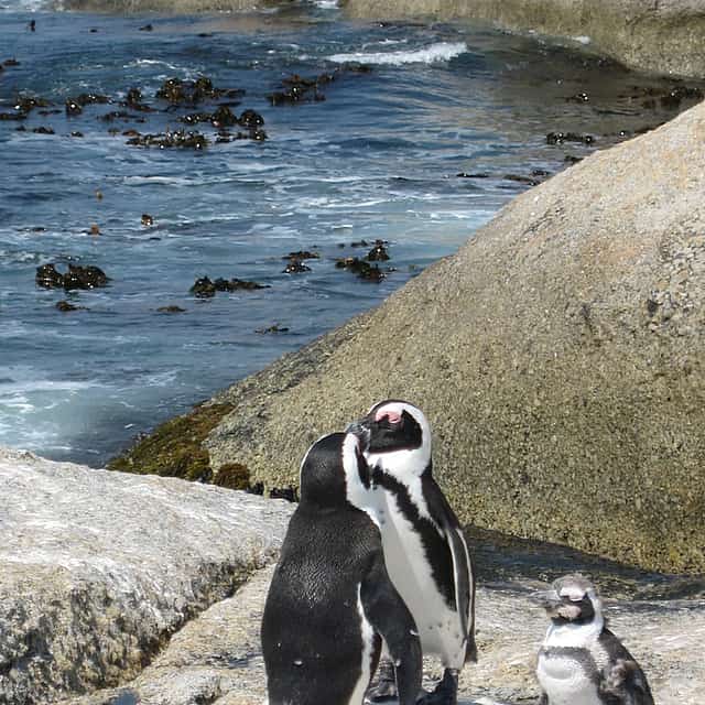For Couples: Private Guided Sightseeing Day Tour of Cape Peninsula Penguins