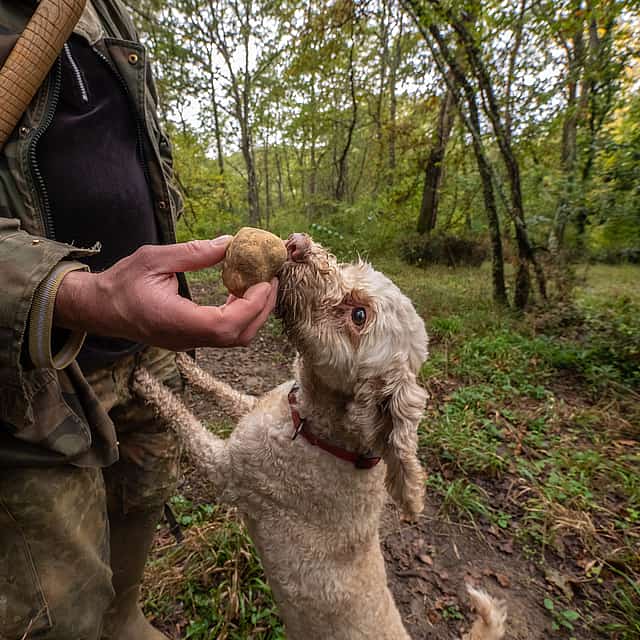Truffle Hunting, Lunch, Wine and Evo Oil Tasting