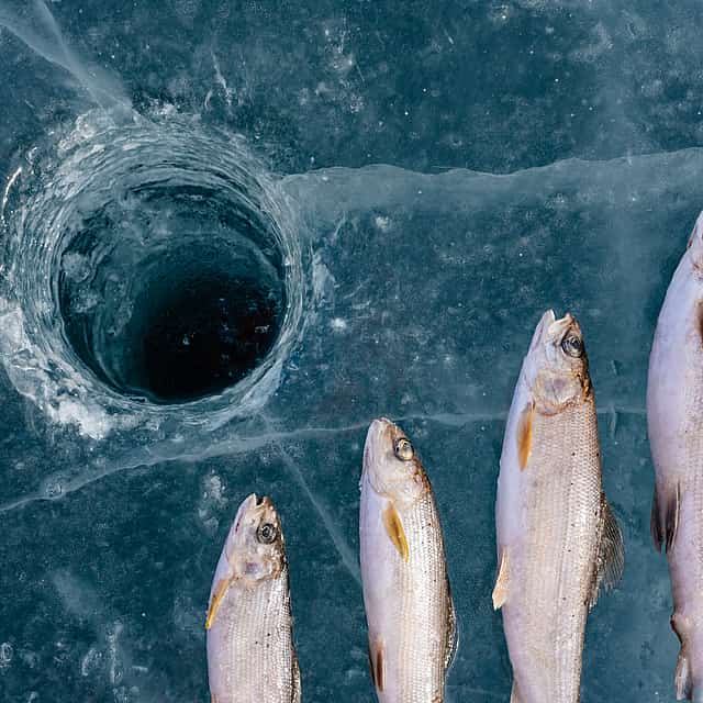 Ice Fishing Experience from Pyha and Luosto