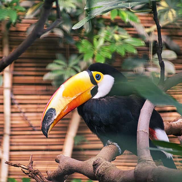 Birdwatching Tour in the Cloud Forest Curi-Cancha