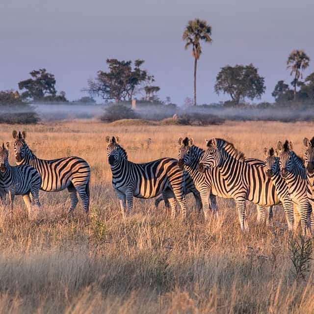Safari da Manhã de South Luangwa