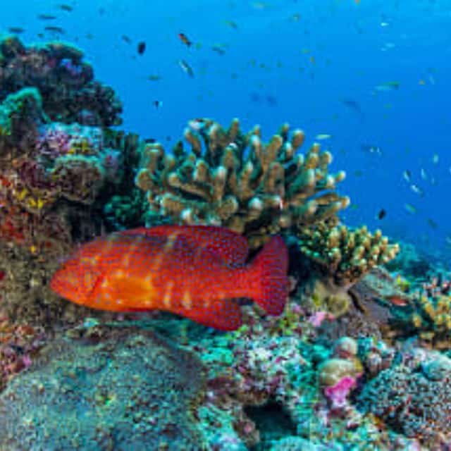 Snorkel en el Parque Nacional Marino de Santa Ana
