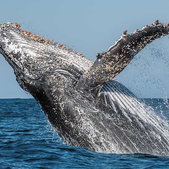 Hermanus Whale Watching from Cape Town