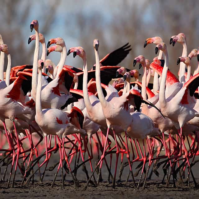 Observación de aves en bicicleta por la laguna de Venecia