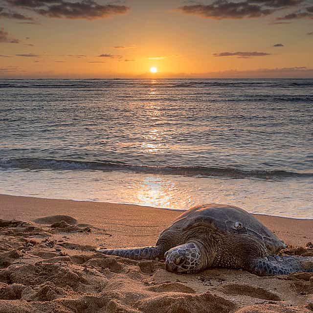 Turtles of the Sunset 2-day Private Tour