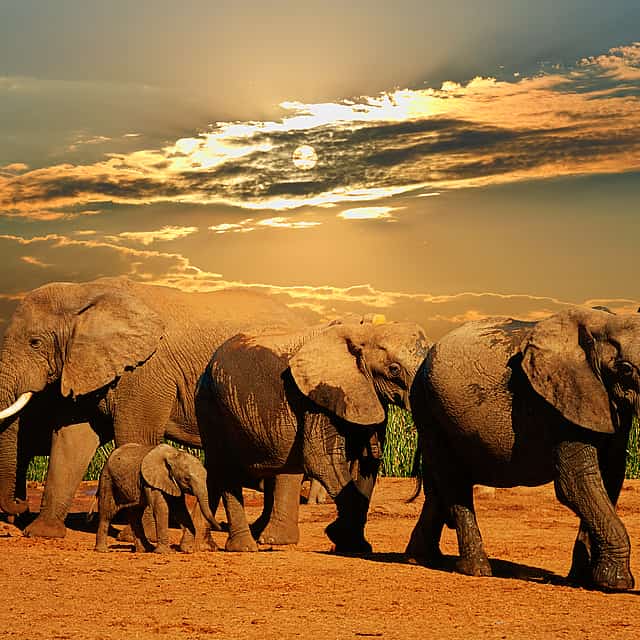 Full-day Traditional Big 5 Safari from Cape Town