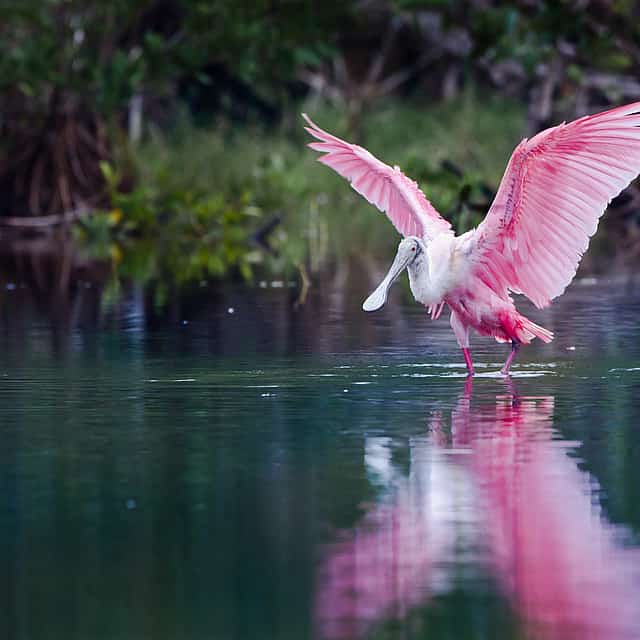 Everglades Holiday Park Tour