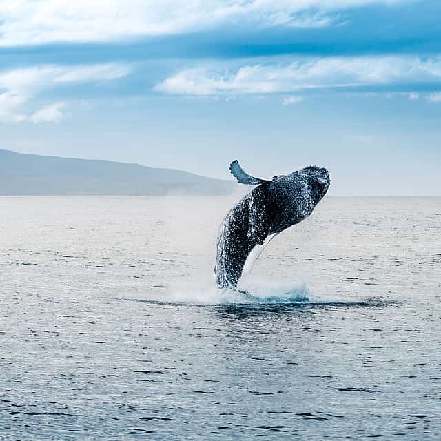 Excursión clásica a Reykjavik para avistar ballenas
