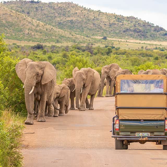 Safari de día completo por las Pilanesberg