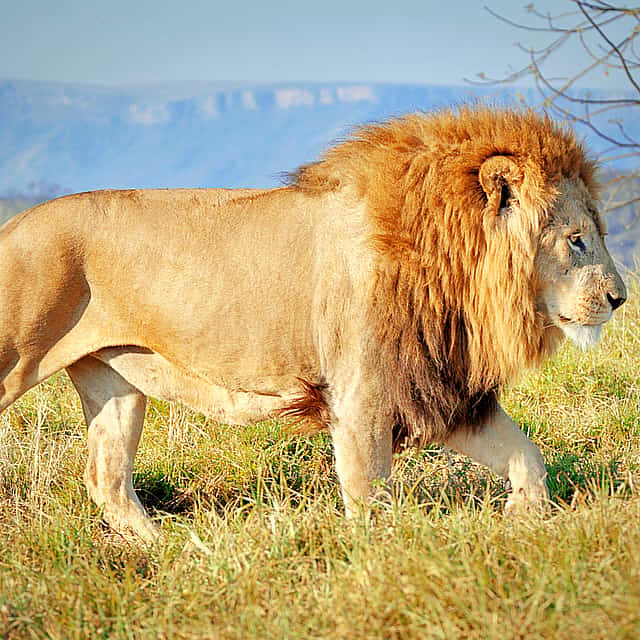 Half-day Safari from Durban