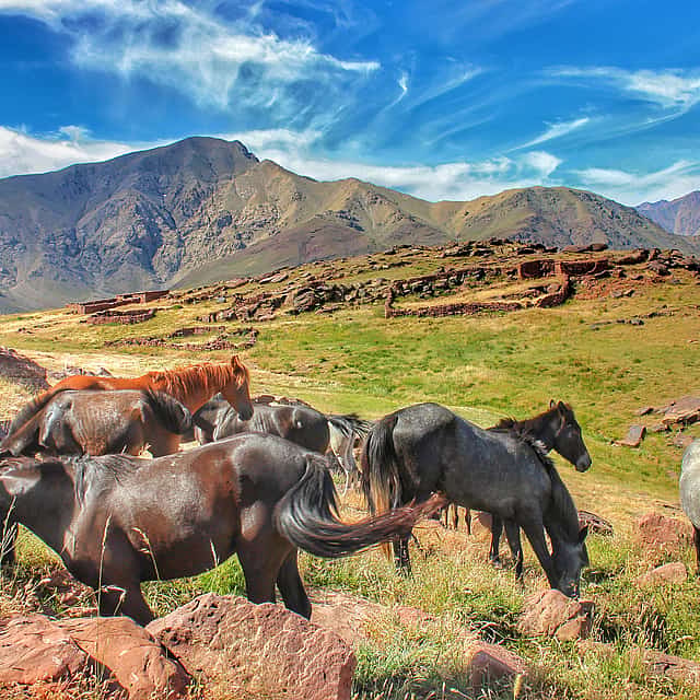 Montar a caballo en el Atlas
