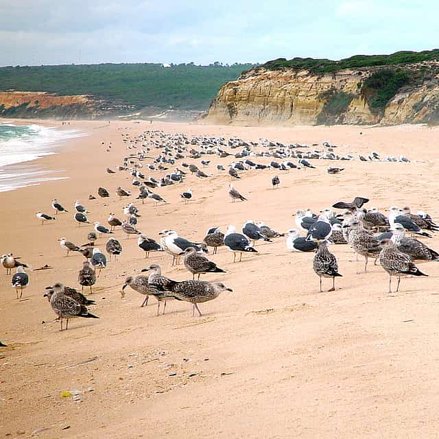 Lunch Time in Meco Beach