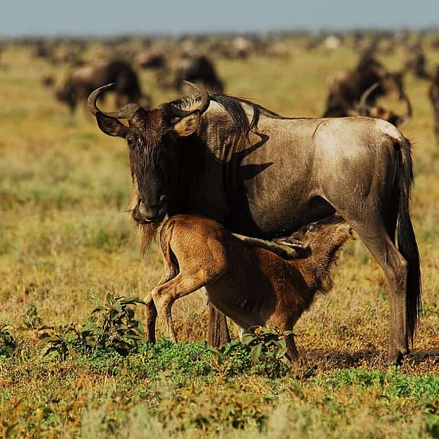 Viagem de 7 dias de Wildebeest