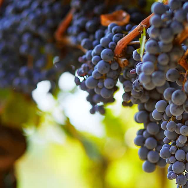 Visita privada a las bodegas y a San Pablo de Vence