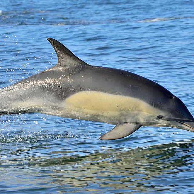 Observación de delfines Lisboa Paseo en barco