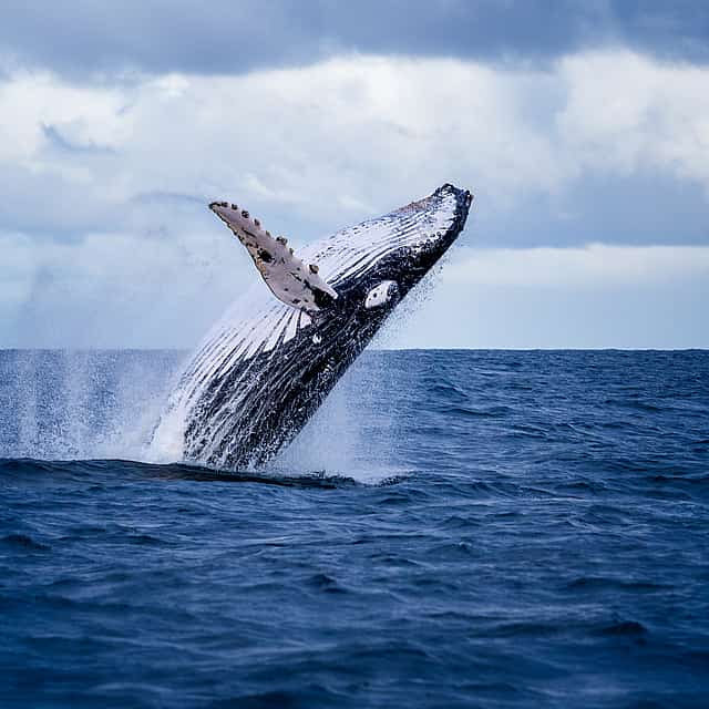 Marine Big Five Tour