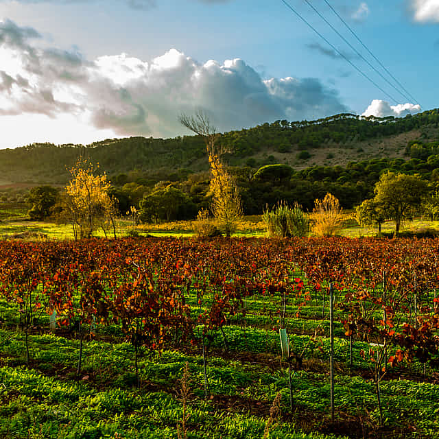 Small Group Arrábida Wine Full-day Tour