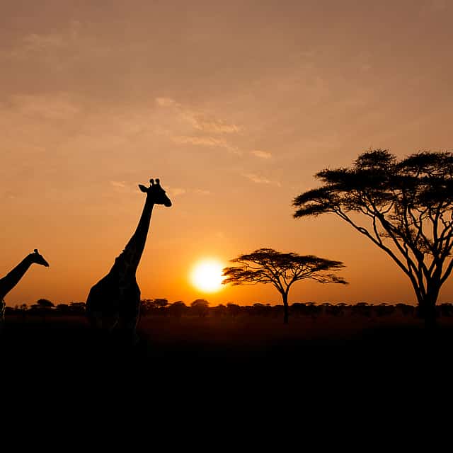 Sunset Safari at Aquila Game Reserve with Optional Transfer from Cape Town
