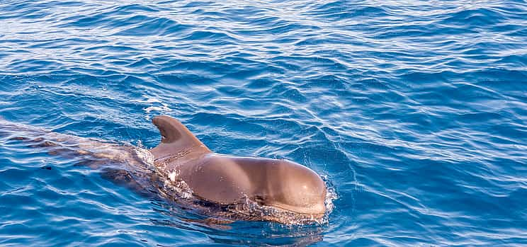 Photo 1 Tenerife: Premium All Inclusive Whale and Dolphin Watching Experience