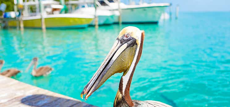 Photo 1 Key West Excursions from Miami: Shuttle, Dolphin Discovery, Snorkeling & More!