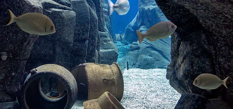 Foto 1 Excursión a Heraklion con el Cretaquarium